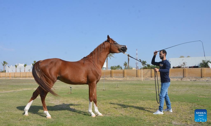 A trainer trains an Arabian horse in Ahmadi Governorate, Kuwait, Jan. 12, 2024. (Xinhua/Yin Ke)