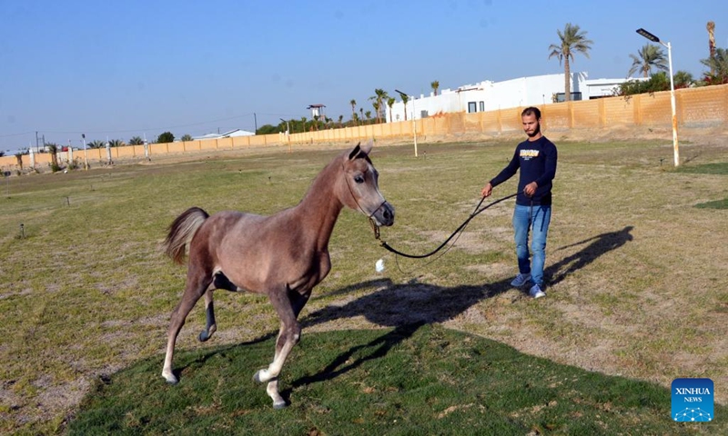 A trainer trains an Arabian horse in Ahmadi Governorate, Kuwait, Jan. 12, 2024. (Xinhua/Yin Ke)