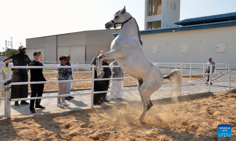 An Arabian horse is seen in Ahmadi Governorate, Kuwait, Jan. 12, 2024. (Xinhua/Yin Ke)