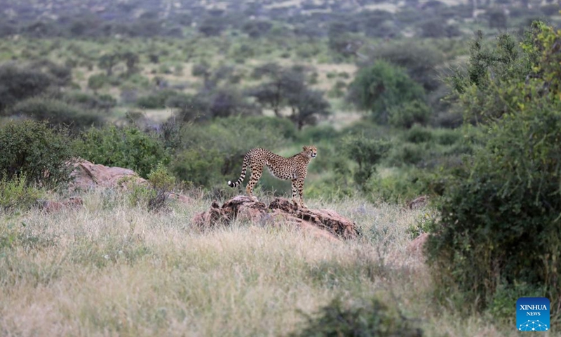 Samburu National Reserve In Kenya Global Times   4baf9b68 5043 4126 A9c7 Cb9abb20f078 