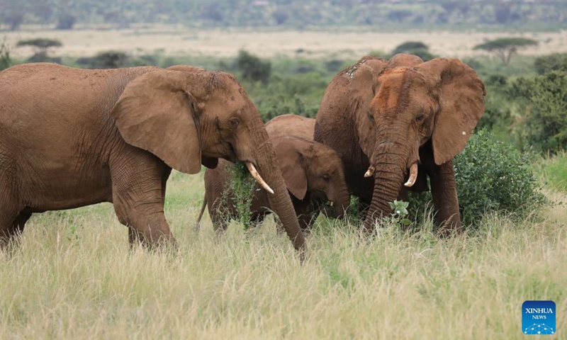 Samburu National Reserve In Kenya Global Times   5922b878 D9d0 4cb8 Ae56 82753f88cfb7 