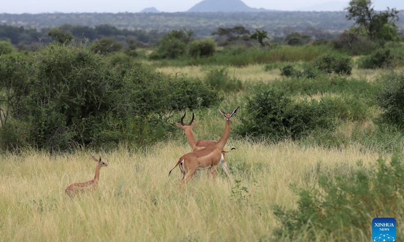 Samburu National Reserve In Kenya Global Times   C355a9ee Ed3d 4251 9bfc 472b441ea10c 