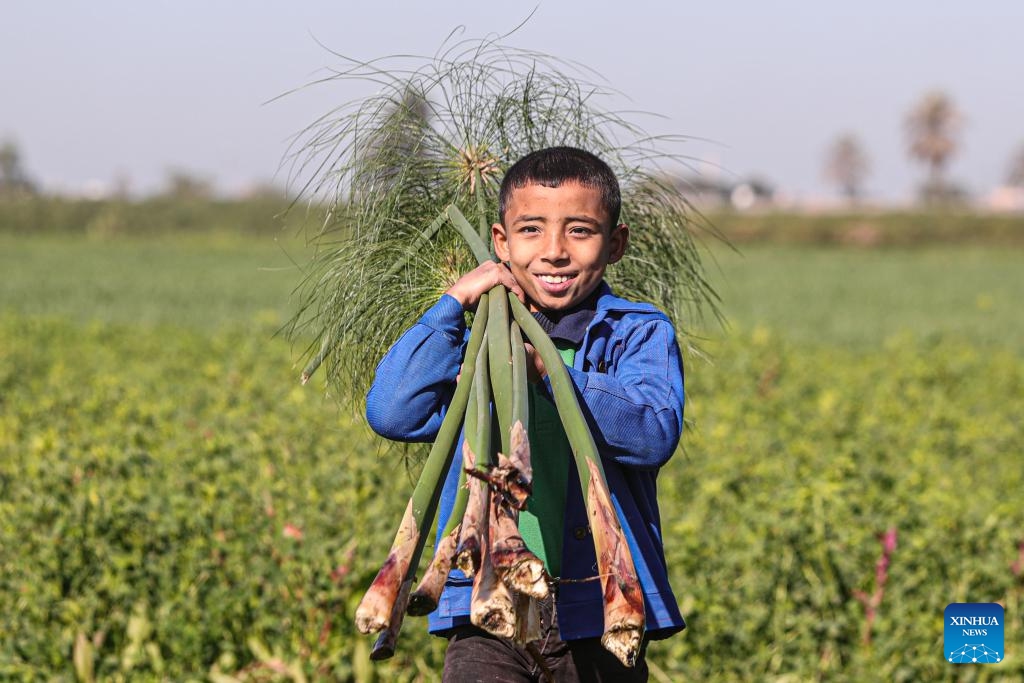 A boy shoulders harvested papyruses at Qaramos village in Sharqiya province, Egypt, Jan. 16, 2024. The creation of papyrus paper, a significant invention by ancient Egyptians around 3,000 BC, was reinvented by experts last century. Today, Qaramos village, located 100 km north of Cairo in the Nile Delta province of Sharqiya, stands as Egypt's sole producer of handmade papyrus paper with ancient techniques.(Photo: Xinhua)