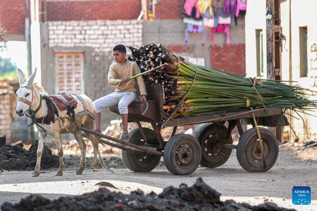 A man rides on a cart carrying harvested papyruses at Qaramos village in Sharqiya province, Egypt, Jan. 16, 2024. The creation of papyrus paper, a significant invention by ancient Egyptians around 3,000 BC, was reinvented by experts last century. Today, Qaramos village, located 100 km north of Cairo in the Nile Delta province of Sharqiya, stands as Egypt's sole producer of handmade papyrus paper with ancient techniques.(Photo: Xinhua)