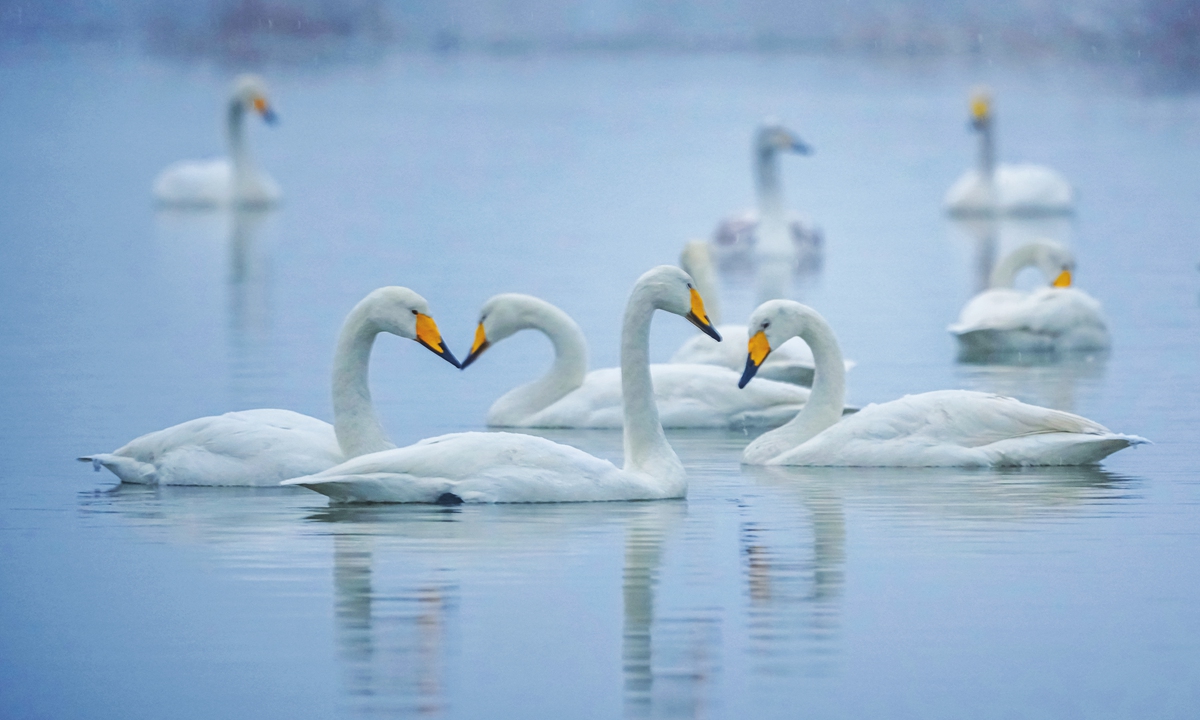 White swans swim in the salt lake wetland in Yuncheng, North China's Shanxi Province on January 16, 2024. Photo: IC