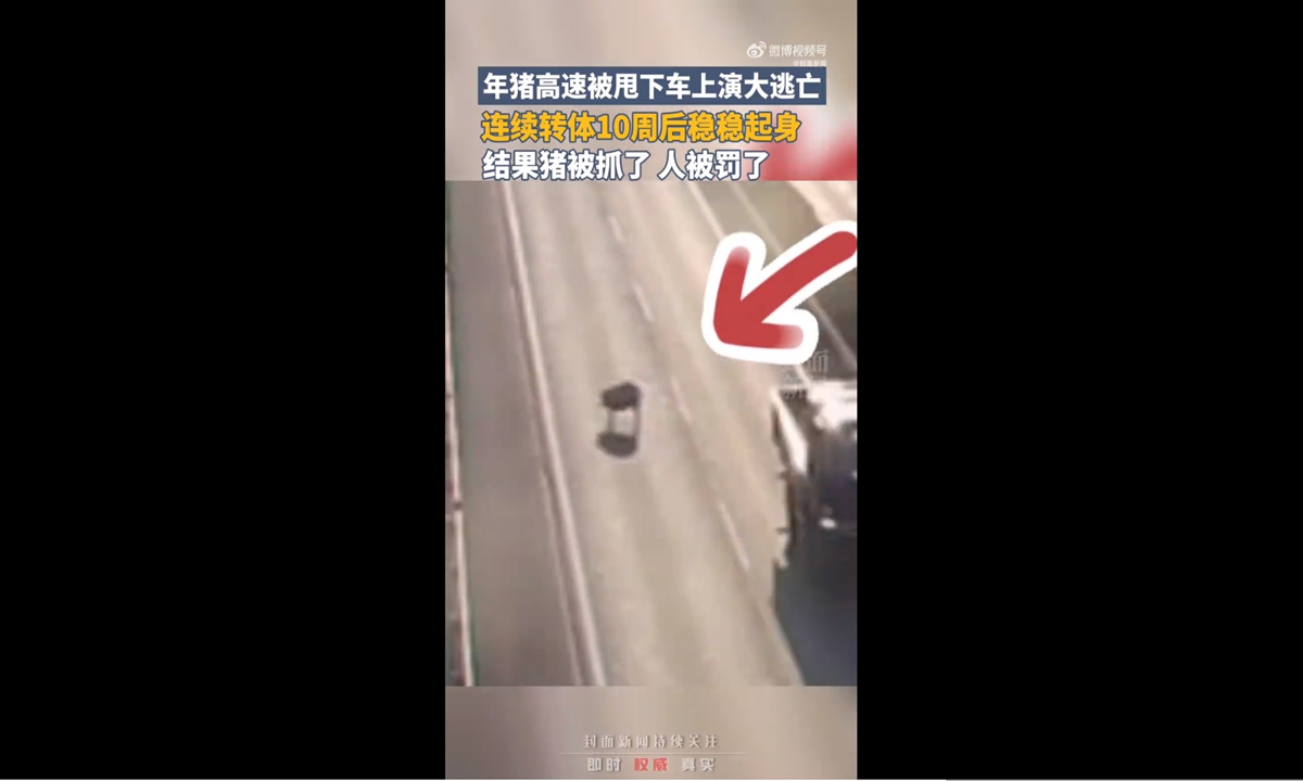 Driver fined for pig thrown out of truck on highway in Zhejiang Photo: Screenshot from Cover News