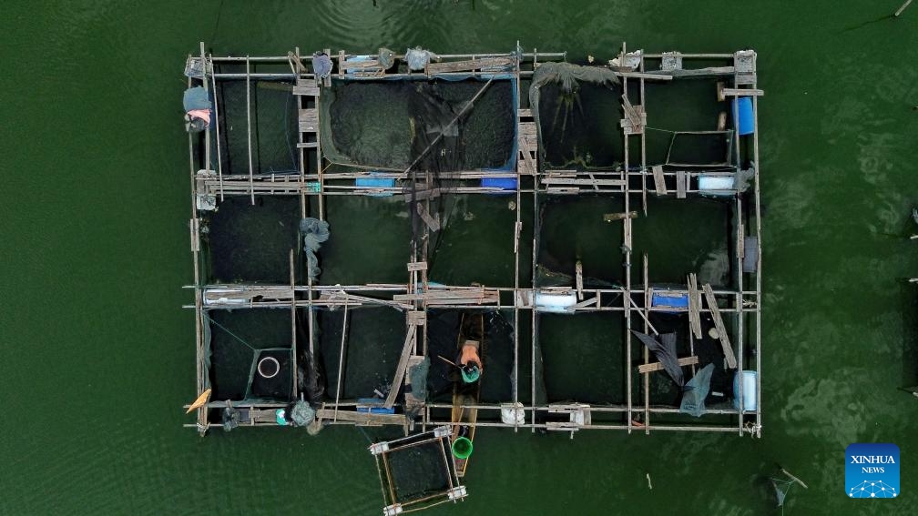 An aerial drone photo taken on Jan. 18, 2024 shows a fisherman working at a floating fish farm in Lhokseumawe, Aceh Province, Indonesia.(Photo: Xinhua)