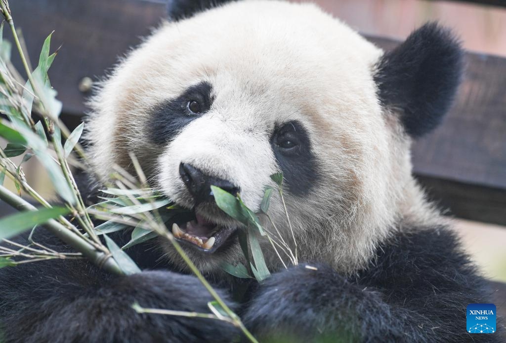 Giant panda Qing Hua is seen at Locajoy animal theme park in Yongchuan district of southwest China's Chongqing Municipality, Jan. 18, 2024. A total of 4 giant pandas, Qing Hua, Qing Lu, Qiao Yue and Ai Lian, met the public on Thursday. They were transferred from China Conservation and Research Center for Giant Panda to Locajoy animal theme park in Yongchuan of Chongqing.(Photo: Xinhua)