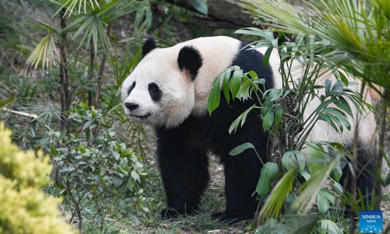 Giant panda Qiao Yue is seen at Locajoy animal theme park in Yongchuan district of southwest China's Chongqing Municipality, Jan. 18, 2024. A total of 4 giant pandas, Qing Hua, Qing Lu, Qiao Yue and Ai Lian, met the public on Thursday. They were transferred from China Conservation and Research Center for Giant Panda to Locajoy animal theme park in Yongchuan of Chongqing.(Photo: Xinhua)