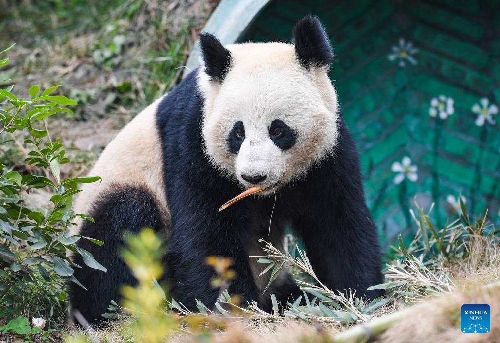 Giant panda Ai Lian is seen at Locajoy animal theme park in Yongchuan district of southwest China's Chongqing Municipality, Jan. 18, 2024. A total of 4 giant pandas, Qing Hua, Qing Lu, Qiao Yue and Ai Lian, met the public on Thursday. They were transferred from China Conservation and Research Center for Giant Panda to Locajoy animal theme park in Yongchuan of Chongqing.(Photo: Xinhua)