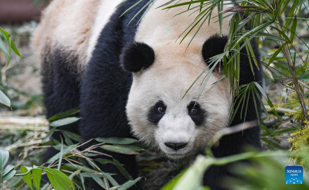 Giant panda Qiao Yue is seen at Locajoy animal theme park in Yongchuan district of southwest China's Chongqing Municipality, Jan. 18, 2024. A total of 4 giant pandas, Qing Hua, Qing Lu, Qiao Yue and Ai Lian, met the public on Thursday. They were transferred from China Conservation and Research Center for Giant Panda to Locajoy animal theme park in Yongchuan of Chongqing.(Photo: Xinhua)