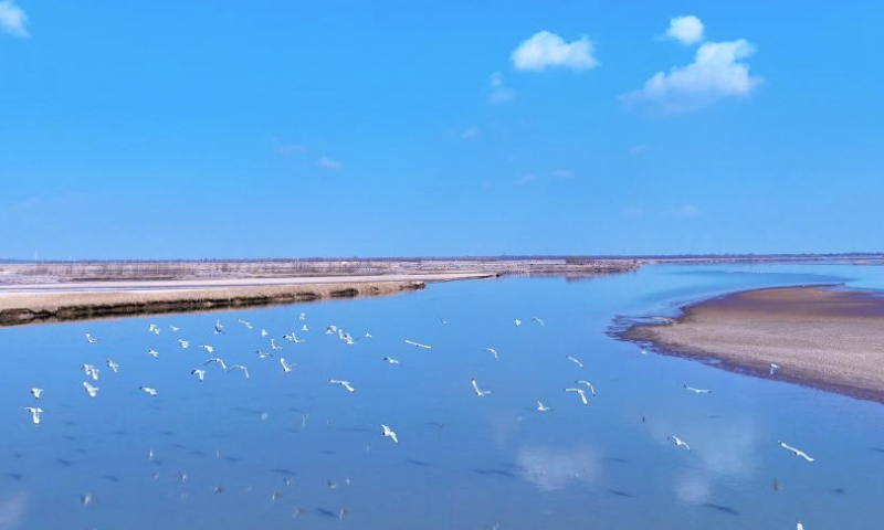 An aerial drone photo taken on March 1, 2024 shows migratory birds flying over a section of the Yellow River in northwest China's Ningxia Hui Autonomous Region. With the temperature rising, the ice in Ningxia section of the Yellow River has been gradually melting. Flocks of migratory birds fly over the tidal-flat area and the turquoise water, adding a touch of vitality to the spring scenery. (Xinhua/Wang Peng)