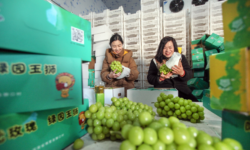 Villagers pack Shine Muscat grapes, stored in freezers, for sale for the upcoming Spring Festival at Shikou village, Central China’s Henan Province, on January 23, 2024. The village’s output of these grapes totaled 100 tons in 2023. Wholesale prices range from 14.6 yuan ($2.04) per kilogram to 31.5 yuan in China, according to statistics from the Ministry of Commerce. Photo: VCG