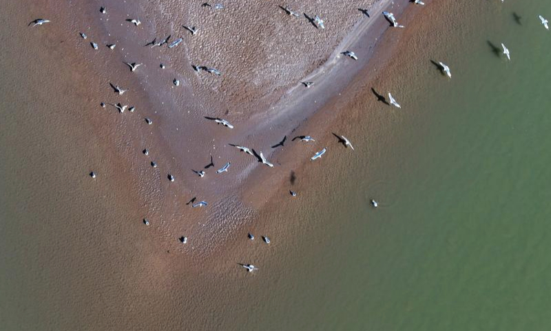 An aerial drone photo taken on March 1, 2024 shows migratory birds flying over the tidal-flat area at a section of the Yellow River in northwest China's Ningxia Hui Autonomous Region. With the temperature rising, the ice in Ningxia section of the Yellow River has been gradually melting. Flocks of migratory birds fly over the tidal-flat area and the turquoise water, adding a touch of vitality to the spring scenery. (Xinhua/Wang Peng)