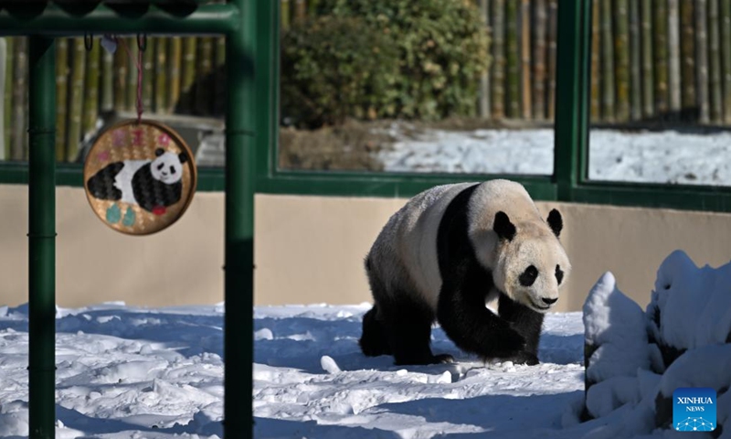 Giant panda Xi Le plays outside at Tianjin Zoo in north China's Tianjin, Jan. 21, 2024. The giant panda house in the zoo reopened after three months of renovation. (Xinhua/Li Ran)