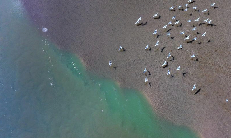 An aerial drone photo taken on March 1, 2024 shows migratory birds flying over the tidal-flat area at a section of the Yellow River in northwest China's Ningxia Hui Autonomous Region. With the temperature rising, the ice in Ningxia section of the Yellow River has been gradually melting. Flocks of migratory birds fly over the tidal-flat area and the turquoise water, adding a touch of vitality to the spring scenery. (Xinhua/Wang Peng)