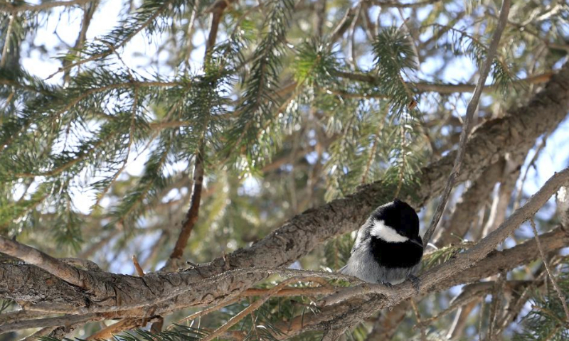 A bird perches on a tree branch at Ala-Archa National Park, some 30 kilometers away from Bishkek, capital of Kyrgyzstan, Feb. 23, 2024. (Photo by Roman/Xinhua)