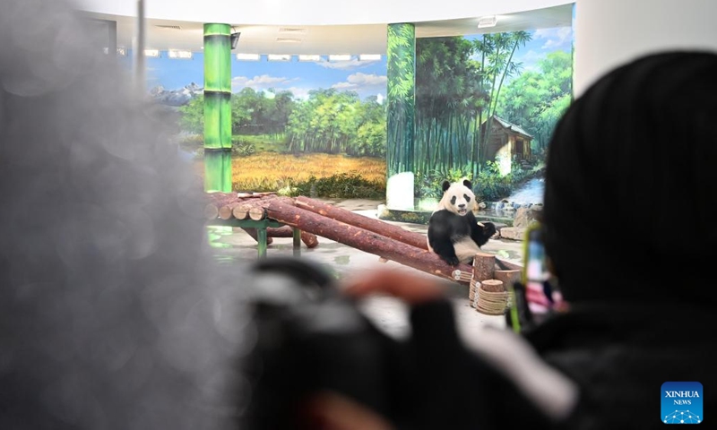 Tourists take photos of giant panda Xi Le at Tianjin Zoo in north China's Tianjin, Jan. 21, 2024. The giant panda house in the zoo reopened after three months of renovation. (Xinhua/Li Ran)