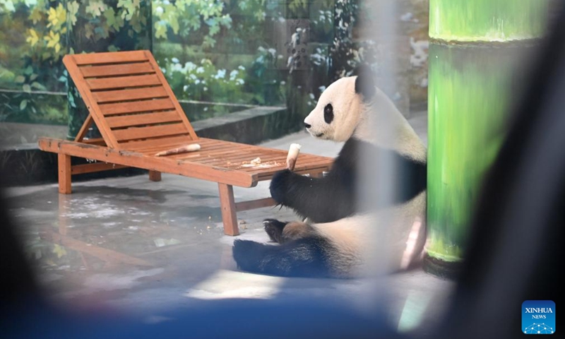 Giant panda Xi Le eats bamboo shoots at Tianjin Zoo in north China's Tianjin, Jan. 21, 2024. The giant panda house in the zoo reopened after three months of renovation. (Xinhua/Li Ran)