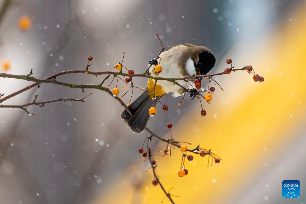 A bird forages in Bijie of southwest China's Guizhou Province, Jan. 22, 2024.(Photo: Xinhua)