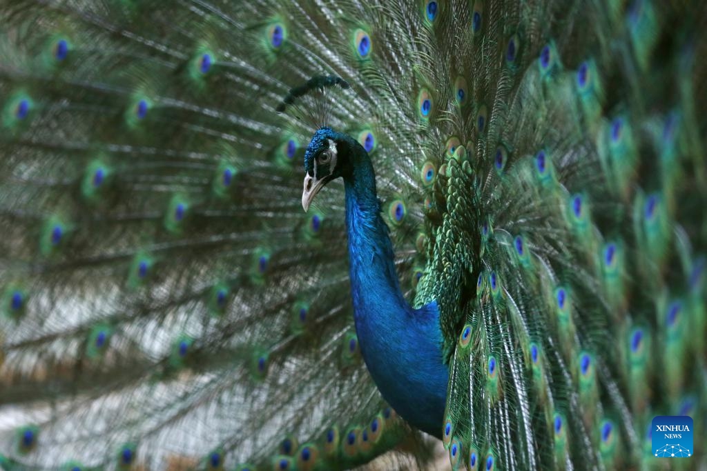 A blue peafowl is seen at the Yangon Zoological Garden in Yangon, Myanmar, Jan. 25, 2024.(Photo: Xinhua)