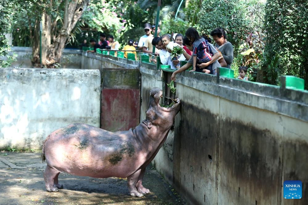 People feed a hippopotamus at the Yangon Zoological Garden in Yangon, Myanmar, Jan. 25, 2024. (Photo: Xinhua)