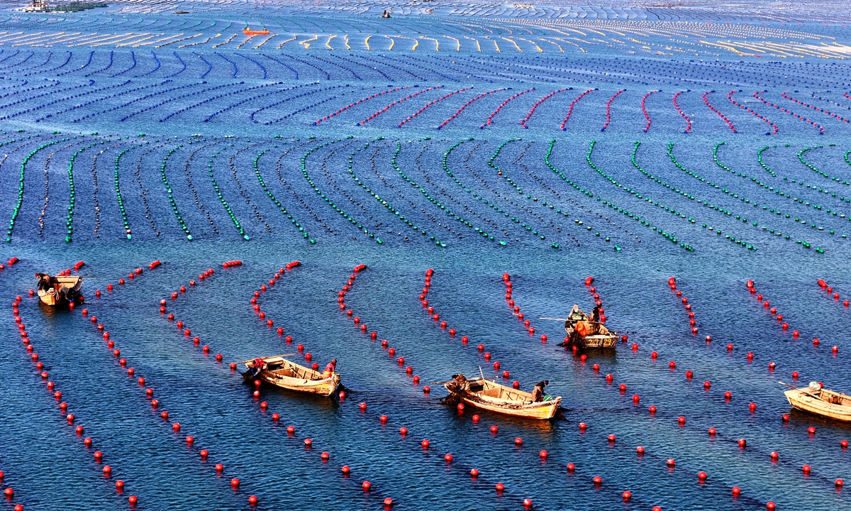 Farmers steer boats to maintain an aquaculture farm of kelp in Rongcheng, East China's Shandong Province on January 28, 2024. Rongcheng is the largest kelp-producing base in China, with a cultivation area of about 10,000 hectares, accounting for about 30 percent of the country's kelp production.Photo: VCG
