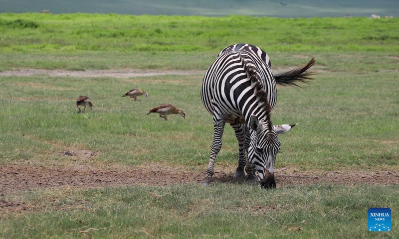 This photo taken on Jan. 29, 2024 shows a zebra in Ngorongoro Conservation Area, Arusha, Tanzania.(Photo: Xinhua)