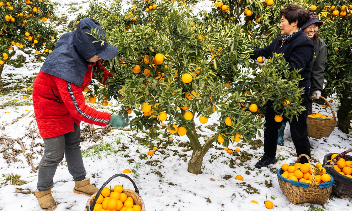 Farmers pick navel oranges ahead of the upcoming Spring Festival holidays in Zigui county,Central China's Hubei Province on February 5, 2024. The county's annual navel orange output exceeds 1 million tons, with an output value of nearly 20 billion yuan ($2.81 billion). Navel oranges have become an important source of income for local fruit farmers. Photo: VCG