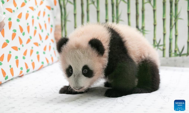 Giant panda cub Katyusha is seen at Moscow Zoo in Moscow, Russia, Dec. 21, 2023. Russia's first giant panda cub born at Moscow Zoo in August was named Katyusha, Moscow Mayor Sergey Sobyanin said on Wednesday. (Xinhua)