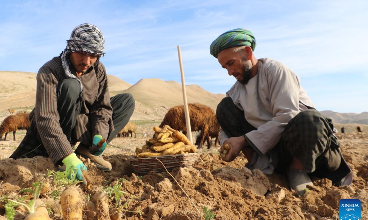 Afghan farmers harvest carrots in Sari Pul province, Afghanistan, Feb. 12, 2024. (Photo by Ahmad Zubair/Xinhua)

