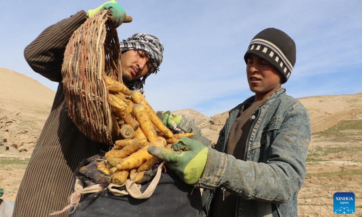 Afghan farmers harvest carrots in Sari Pul province, Afghanistan, Feb. 12, 2024. (Photo by Ahmad Zubair/Xinhua)

