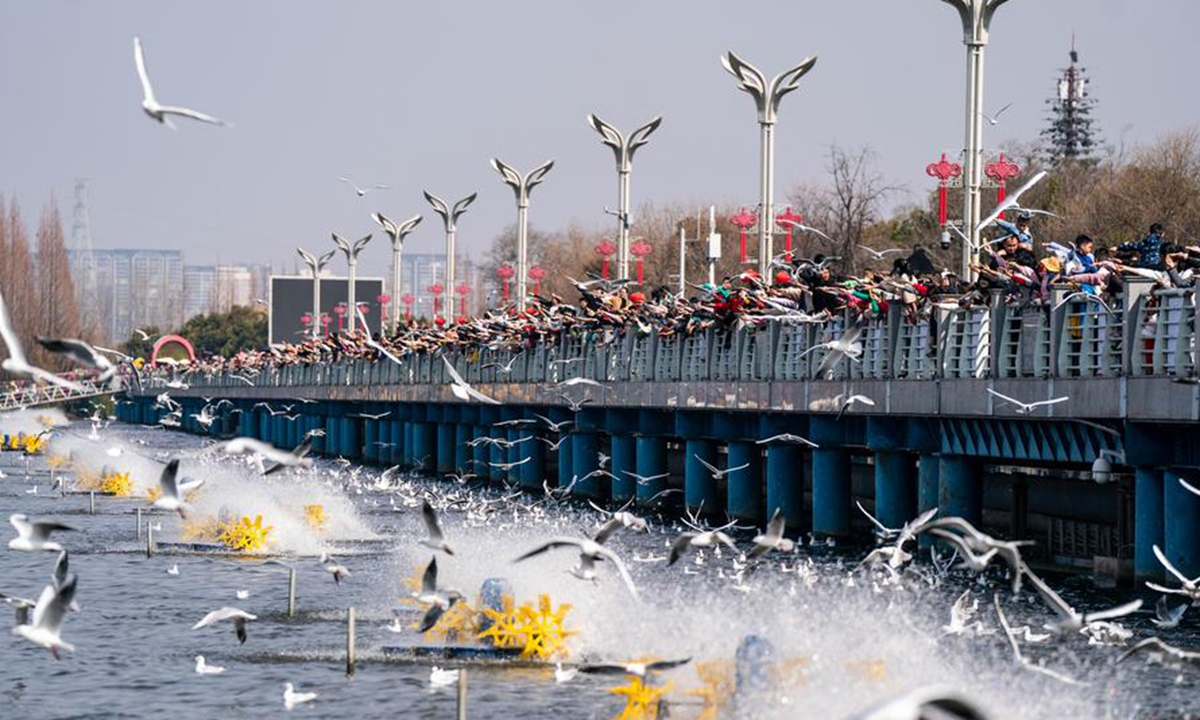 People watch black-headed gulls at a dam in Kunming, southwest China's Yunnan Province, Feb. 15, 2024. (Xinhua/Hu Chao)