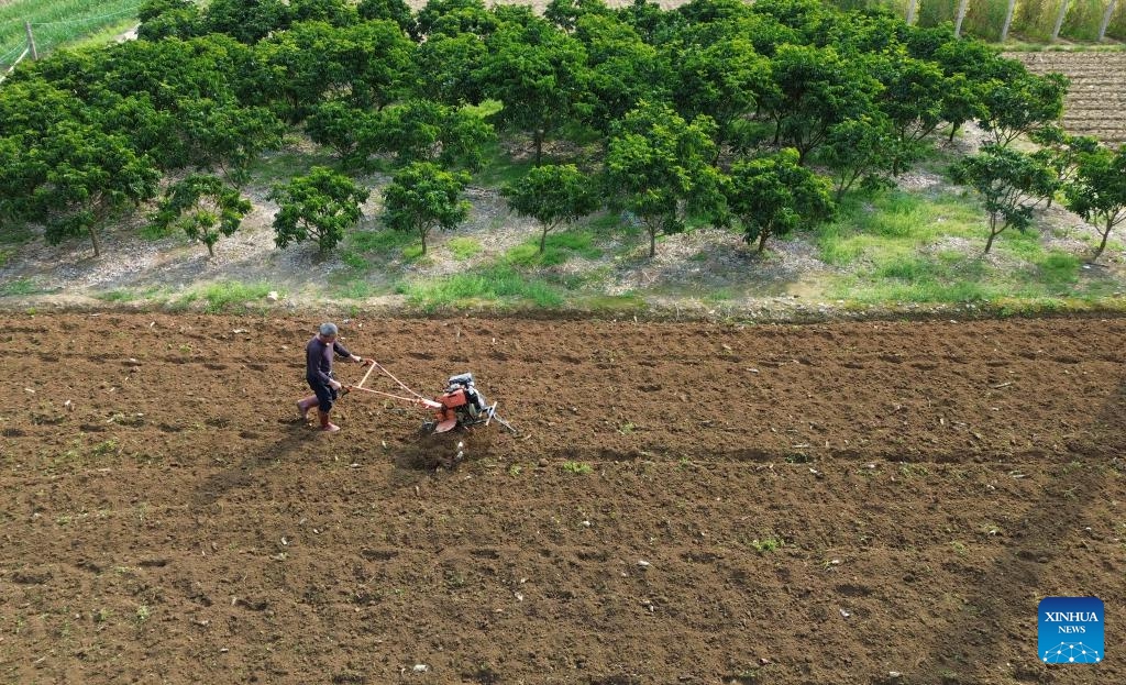 An aerial drone photo taken on Feb. 18, 2024 shows a farmer ploughing a field in Nongchang Village of Hezhou City, south China's Guangxi Zhuang Autonomous Region. Farmers across China are busy with agricultural production as the day of Yushui (Rain Water), the second of the 24 solar terms in the Chinese lunar calendar, is approaching. Yushui will fall on Feb. 19 this year.(Photo: Xinhua)