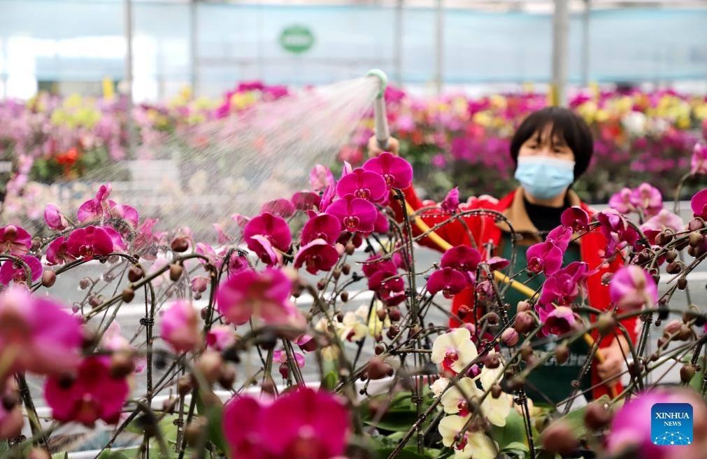 A farmer waters flowers in Lyuyi Town of Binzhou City, east China's Shandong Province, Feb. 18, 2024. Farmers across China are busy with agricultural production as the day of Yushui (Rain Water), the second of the 24 solar terms in the Chinese lunar calendar, is approaching. Yushui will fall on Feb. 19 this year.(Photo: Xinhua)