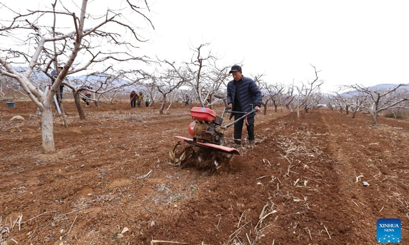 A farmer is busy in a peach planting base in Yandian Village of Shanting District in Zaozhuang City, east China's Shandong Province, Feb. 18, 2024. Farmers across China are busy with agricultural production as the day of Yushui (Rain Water), the second of the 24 solar terms in the Chinese lunar calendar, is approaching. Yushui will fall on Feb. 19 this year.(Photo: Xinhua)