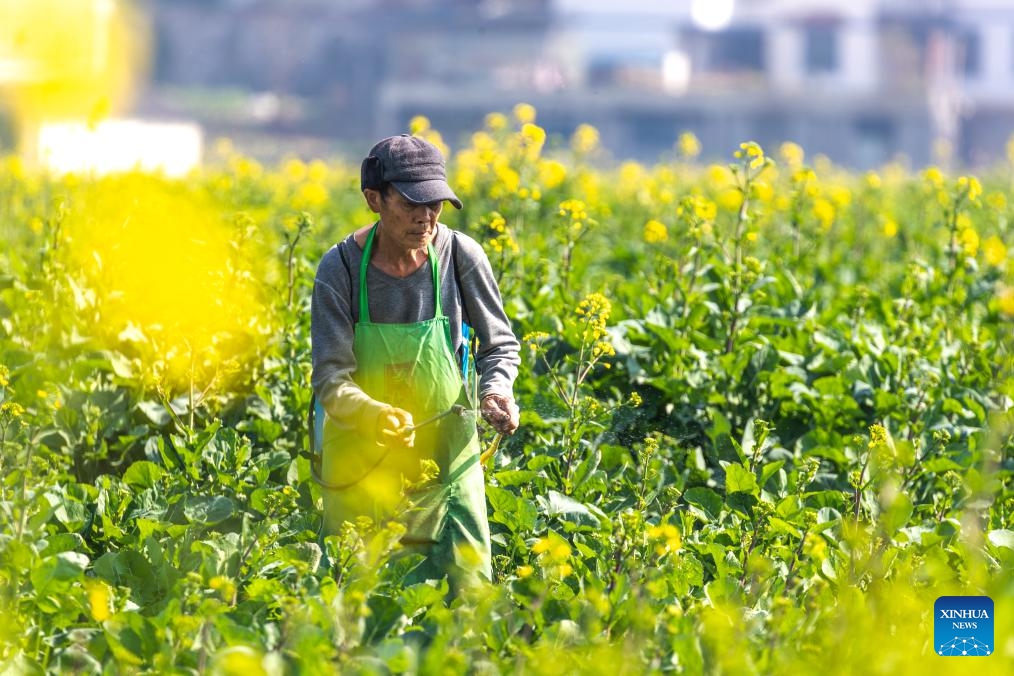 A villager is busy in a cole field in Nanchuan District of southwest China's Chongqing, Feb. 18, 2024. Farmers across China are busy with agricultural production as the day of Yushui (Rain Water), the second of the 24 solar terms in the Chinese lunar calendar, is approaching. Yushui will fall on Feb. 19 this year.(Photo: Xinhua)