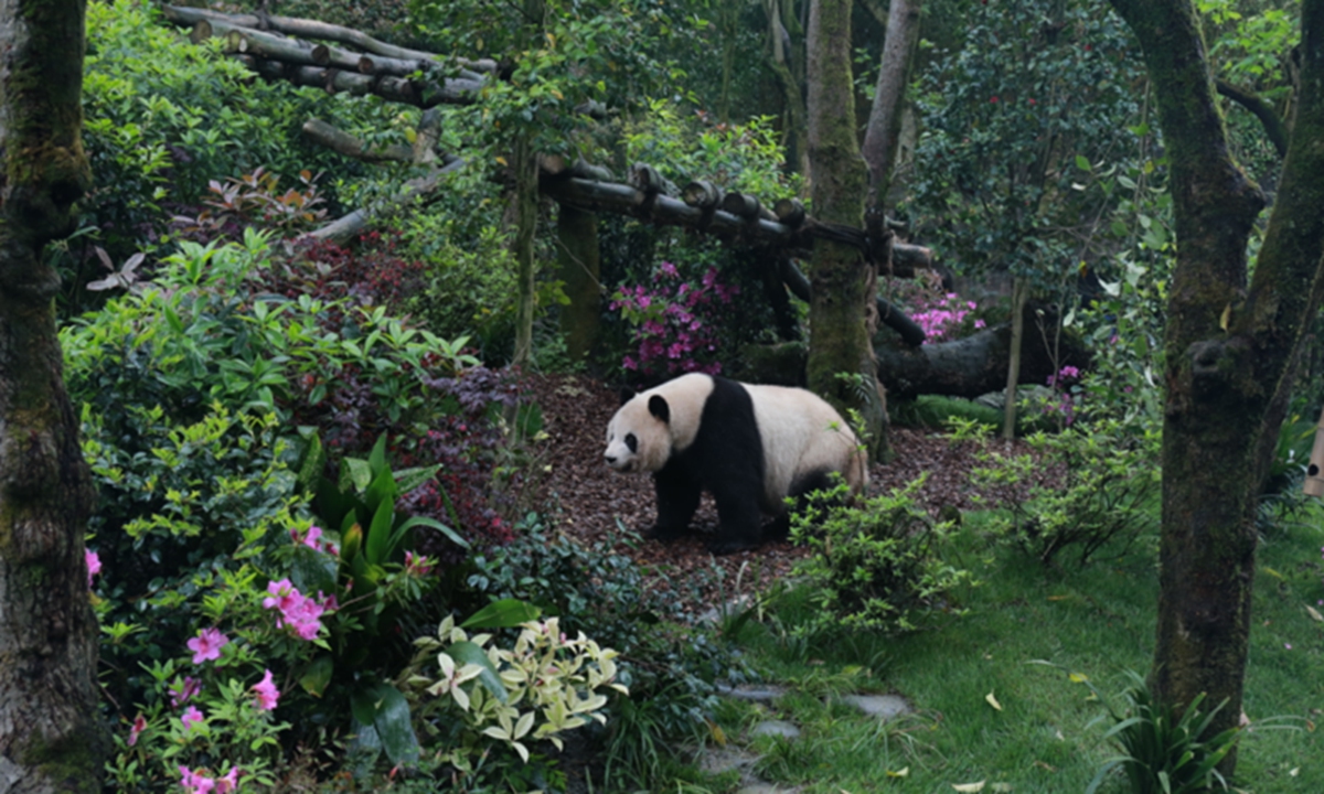 Ecological enclosure for giant pandas Photo: Official Website of the Chengdu Research Base of Giant Panda Breeding