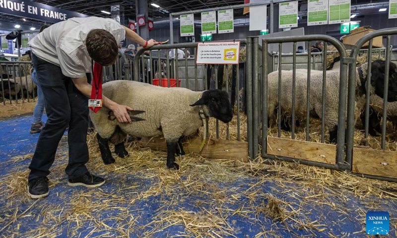 A breeder takes care of a sheep at the 60th International Agriculture Fair in Paris, France, Feb. 26, 2024. The fair will last until March 3.(Photo: Xinhua)