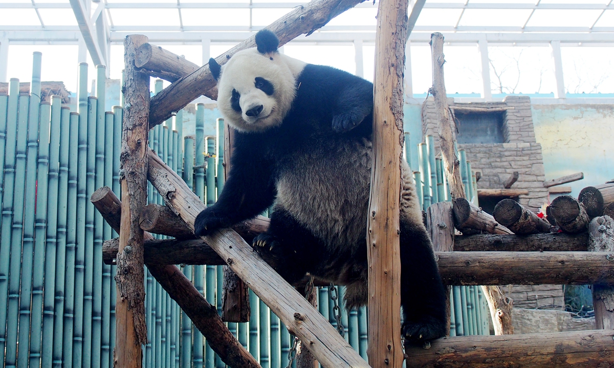 A giant panda has fun in the Beijing Zoo on February 29, 2024. The Beijing base of the China Conservation and Research Center for Giant Pandas is set to commence operations in 2025, with 50 giant pandas planned to be introduced, according to the local authorities. Photo: VCG