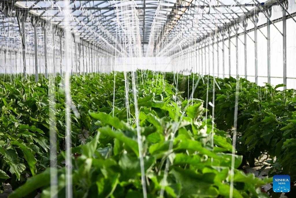 Photo taken on Feb. 26, 2024 shows farmer Joseph Muscat's aubergine greenhouse in Mgarr, Malta. Joseph Muscat comes from an established Maltese farming family with nine hectares of land, but is still struggling to remain competitive in the current agricultural climate of rising costs, strict rules, and unfair competition.(Photo: Xinhua)