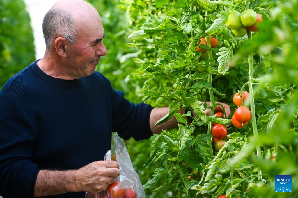 Farmer Joseph Muscat picks tomatoes in his greenhouse in Mgarr, Malta, on Feb. 26, 2024. Joseph Muscat comes from an established Maltese farming family with nine hectares of land, but is still struggling to remain competitive in the current agricultural climate of rising costs, strict rules, and unfair competition.(Photo: Xinhua)