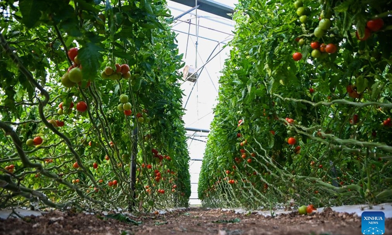 Photo taken on Feb. 26, 2024 shows tomatoes growing in farmer Joseph Muscat's greenhouse in Mgarr, Malta. Joseph Muscat comes from an established Maltese farming family with nine hectares of land, but is still struggling to remain competitive in the current agricultural climate of rising costs, strict rules, and unfair competition.(Photo: Xinhua)