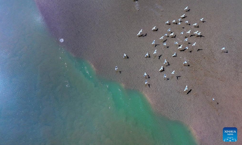 An aerial drone photo taken on March 1, 2024 shows migratory birds flying over the tidal-flat area at a section of the Yellow River in northwest China's Ningxia Hui Autonomous Region. With the temperature rising, the ice in Ningxia section of the Yellow River has been gradually melting. Flocks of migratory birds fly over the tidal-flat area and the turquoise water, adding a touch of vitality to the spring scenery. (Photo: Xinhua)