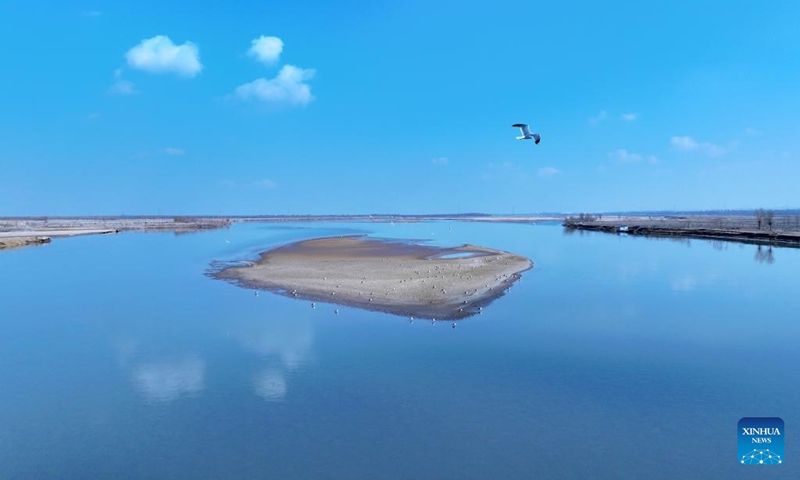 An aerial drone photo taken on March 1, 2024 shows the scenery at a section of the Yellow River in northwest China's Ningxia Hui Autonomous Region. With the temperature rising, the ice in Ningxia section of the Yellow River has been gradually melting. Flocks of migratory birds fly over the tidal-flat area and the turquoise water, adding a touch of vitality to the spring scenery. (Photo: Xinhua)