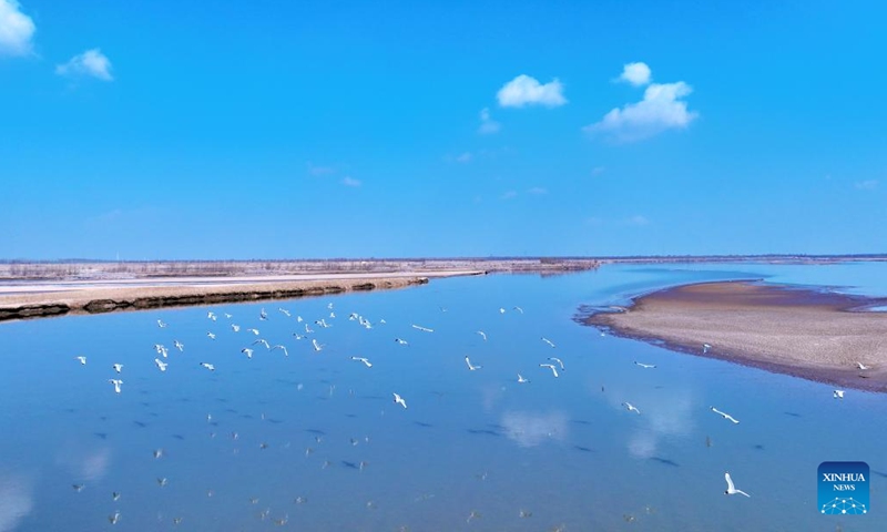 An aerial drone photo taken on March 1, 2024 shows migratory birds flying over the tidal-flat area at a section of the Yellow River in northwest China's Ningxia Hui Autonomous Region. With the temperature rising, the ice in Ningxia section of the Yellow River has been gradually melting. Flocks of migratory birds fly over the tidal-flat area and the turquoise water, adding a touch of vitality to the spring scenery. (Photo: Xinhua)