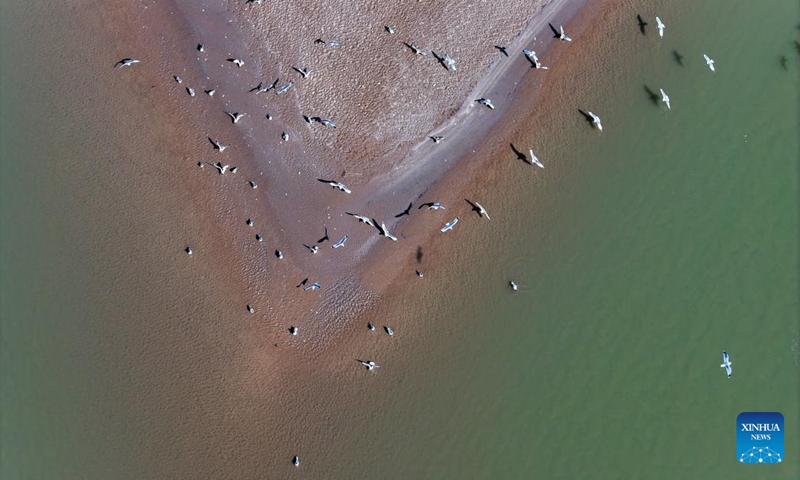 An aerial drone photo taken on March 1, 2024 shows migratory birds flying over the tidal-flat area at a section of the Yellow River in northwest China's Ningxia Hui Autonomous Region. With the temperature rising, the ice in Ningxia section of the Yellow River has been gradually melting. Flocks of migratory birds fly over the tidal-flat area and the turquoise water, adding a touch of vitality to the spring scenery. (Photo: Xinhua)