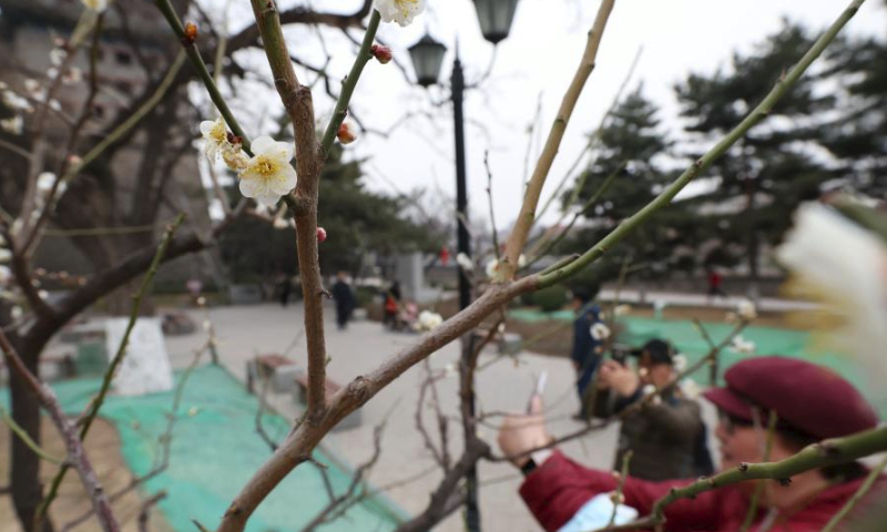 This photo taken on March 10, 2024 shows plum blossom at the Ming City Wall Site Park in Beijing, capital of China. (Xinhua/Zhang Chenlin)