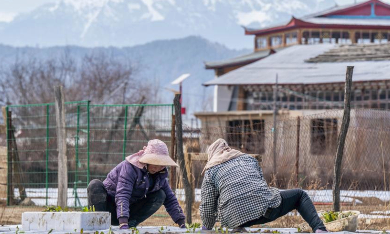 Villagers grow lettuce on a plateau farm in Jiantang Township in Shangri-la, the Deqen Tibetan Autonomous Prefecture, southwest China's Yunnan Province, March 9, 2024. (Xinhua/Hu Chao)