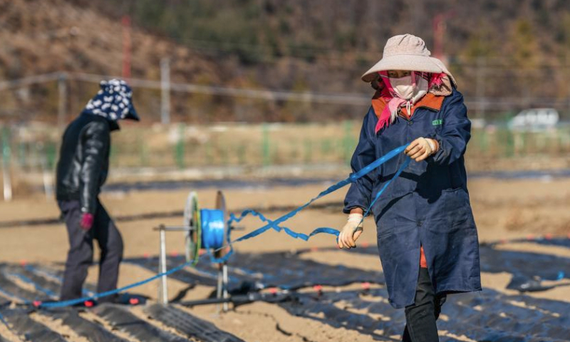 Villagers work on a plateau farm in Jiantang Township in Shangri-la, the Deqen Tibetan Autonomous Prefecture, southwest China's Yunnan Province, March 9, 2024. (Xinhua/Hu Chao)